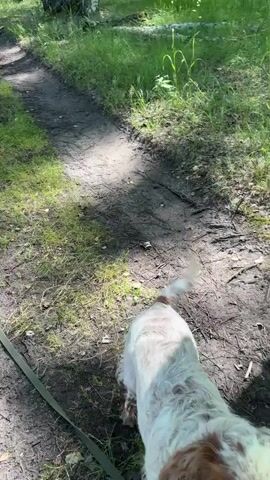 A dog is seen walking on a dirt path. The dog is tan and white with floppy ears and is on a leash. The path is lined with trees and green grass. The dog appears to be enjoying its walk.