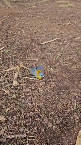 A small, colorful bird stands on the ground. The bird has a blue head and back, a yellow breast, and orange around its neck. The ground is covered in brown dirt, twigs, and fallen leaves. The bird pecks at the ground.