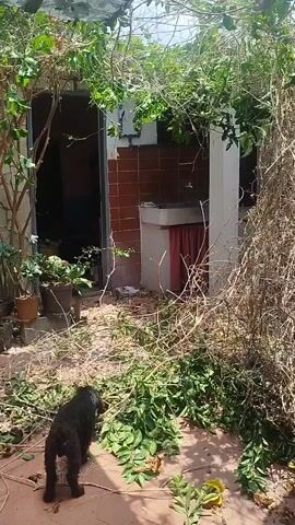 The scene is an outdoor area covered in debris. There's a small, black dog sniffing the ground amidst fallen branches and leaves. The ground is paved with red bricks, partially obscured by the debris. In the background, a small building is visible with an open doorway leading into a dark interior. To the right of the doorway, there is an outdoor sink area with red tiles on the wall. Above, an overhead structure is covered in leafy vines, filtering the sunlight and casting shadows on the ground. The area appears to be undergoing yard work or cleanup.