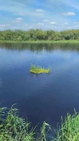 The video shows a tranquil scene of a river on a bright, sunny day. The water is a deep, dark blue, reflecting the sky which is a clear blue with scattered white clouds. In the middle of the river, a small patch of bright green grass is floating on the water, creating a striking contrast against the dark water. On the far bank of the river, a dense line of green trees and foliage forms the horizon, with some lighter green bushes interspersed within. In the foreground, on the right side of the frame, tall green grass grows along the riverbank, adding to the lush, natural environment. The camera remains stationary, capturing the gentle ripples on the water and the stillness of the scene. There are no people or animals visible in the video.
