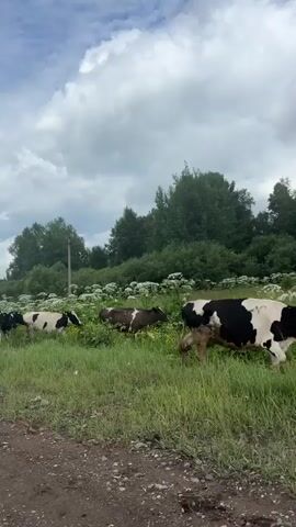A video shows a herd of black and white cows grazing in a grassy field with scattered yellow flowers. The cows are spread out across the field, some eating and others standing. In the background, there are trees and a cloudy sky. The video appears to have been filmed from a dirt road.