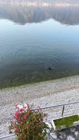 The video shows a scenic view of a lake surrounded by mountains under a clear sky. The water is calm with visible ripples emanating from a point near the shore. A black dog emerges from the water and walks onto the pebbled beach. In the foreground, a metal railing divides the beach from a patio area where a flowering plant and a small planter are visible.
