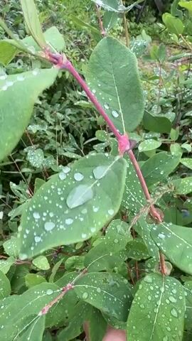 The video shows a close-up view of green leaves on a plant, some of which have water droplets on them. The camera pans to the right, revealing more of the plant's branches and leaves, with some small blue berries visible. The environment appears to be outdoors, with other greenery in the background. There is a hand that briefly enters the frame at the bottom right of the screen.