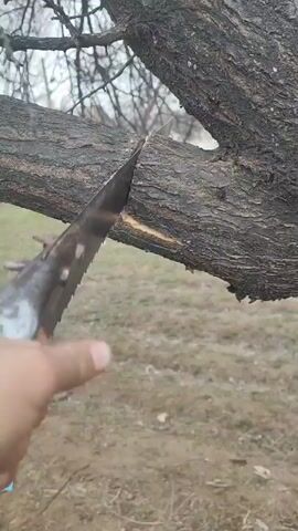 The video shows a person using a hand saw to cut a tree branch. The branch is approximately three inches in diameter and is part of a larger tree. The ground surrounding the tree is covered in grass. The sky is overcast.