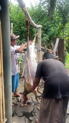 Rural Indonesian village life documented through domestic morning scenes