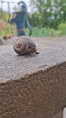 Snail observed crawling on concrete in Bulgarian garden