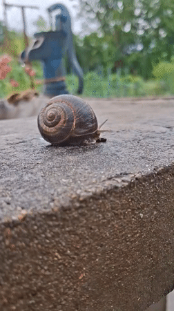 Snail observed crawling on concrete in Bulgarian garden