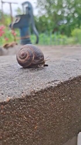 Snail observed crawling on concrete in Bulgarian garden