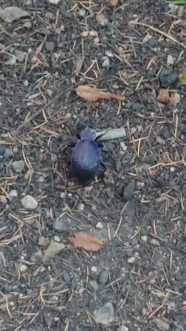 A dark blue iridescent beetle with visible legs is crawling on the ground. The ground is composed of dark soil, small grey pebbles, dry pine needles, and a few scattered brown leaves. There are also a few blades of green grass visible in the upper right corner of the frame. The beetle appears to be moving towards the right.