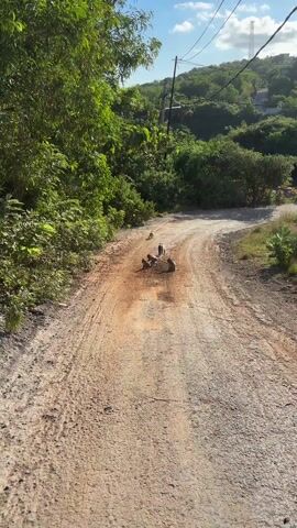 The video shows a dirt road with four monkeys in the middle of it. The road is surrounded by lush green trees and vegetation. In the distance, a hill can be seen with some houses and a transmission tower. The monkeys are moving around, foraging in the dirt, and running. The sky is blue with a few clouds. The road appears to be used for occasional vehicle traffic as tire tracks are visible in the dirt.