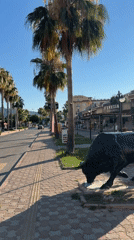 Quiet morning stroll through Kemer's palm-lined streets