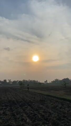 A static, vertical shot captures a rural landscape at sunrise or sunset. The sun, a bright, diffused orb, hangs in the upper left quadrant of the frame, casting a soft, warm glow over the scene. Wispy clouds streak across the pale sky. In the middle ground, a person, silhouetted and appearing to be walking away from the camera, stands in a freshly tilled field. The field is dark and textured, suggesting recently worked soil. In the background, a line of trees forms a dark, irregular horizon. Small, leafy plants, possibly banana trees, are scattered sparsely throughout the field and along the tree line. The overall impression is one of tranquility and solitude in a natural setting.