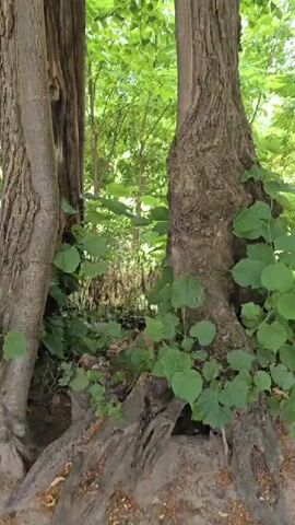 The video shows a close-up view of the trunks of three trees in a forest. The trees are close together, with their trunks touching and intertwined in places. The bark of the trees is rough and textured. Lush green leaves form a canopy overhead, and sunlight filters through the leaves, creating dappled light on the scene. The undergrowth around the base of the trees consists of smaller plants and leaves. The camera slowly pans upwards, following the trunks of the trees toward the canopy. The overall impression is one of a dense, natural forest environment.