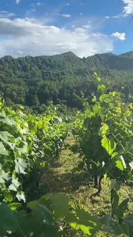 A drone shot moves through a vineyard on a sunny day. The vineyard is lined with rows of green grapevines, and the ground is covered in grass. In the background, a lush green mountain range is visible under a blue sky with scattered clouds. The camera angle is low and angled upwards, looking down the rows of vines. There are no people or animals visible in the video.