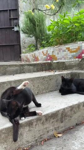 Two black cats are on concrete steps. One cat is lying down on its side, grooming itself by licking its paw. Another black cat is lying down nearby on the right side of the frame. Behind the cats, there are green plants and a wall with colorful mosaic tiles. To the left, there is a wooden door. The scene appears to be outdoors.