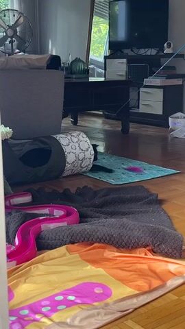 The video shows a black cat lying on a blue mat on a wooden floor. A black wand with a pink feather attachment is being dangled over the cat. The cat is looking at the feather. In the foreground, there are colorful blankets and a pink cat toy. In the background, there is a sofa, a coffee table, a television, and a fan. The room appears to be a living room.
