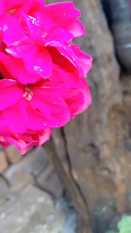 The video shows a hot pink geranium planted in a repurposed plastic container attached to a large, gnarled piece of wood. The wood has a dark brown, weathered texture with several knot holes. The flower is in full bloom with several clusters of petals. The plastic container is partially visible, filled with dark soil and supporting the green foliage of the plant.  The background includes glimpses of brickwork, possibly a garden wall, and a section of a building with a roof.