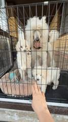 Domestic animals documented in rural Russian setting