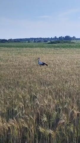 A stork stands in a field of tall, dry grass under a clear blue sky. The stork is white with black wings and a long, slender neck and beak. It is facing to the left. The field extends to the horizon, where it meets a line of trees and buildings. The overall impression is one of a peaceful rural scene.