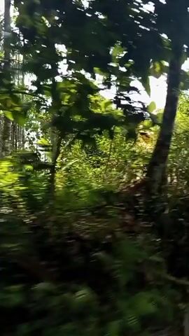 The video shows a blurry, first-person perspective of moving through dense foliage. Sunlight streams through the leaves, creating lens flares and making it difficult to discern details. The environment appears to be a forest or jungle. There are no people or identifiable objects visible. The movement suggests the videographer is walking or perhaps riding in a vehicle through the undergrowth.