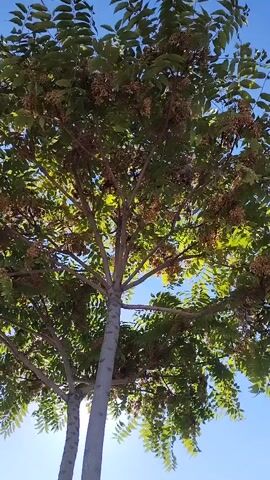 The video shows a low-angle shot of a tree with green leaves and clusters of brown seed pods against a bright blue sky. The tree has a light gray trunk and several branching limbs. Sunlight filters through the leaves and branches, creating bright spots and shadows. The camera is slightly shaky, suggesting it may be hand-held. The overall impression is of a sunny day with a gentle breeze causing the leaves to move.
