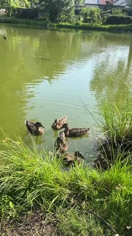A group of ducks swims in a murky green pond. Tall grass grows along the edge of the pond, and trees and buildings are visible in the background. The sun is shining, casting reflections on the water.