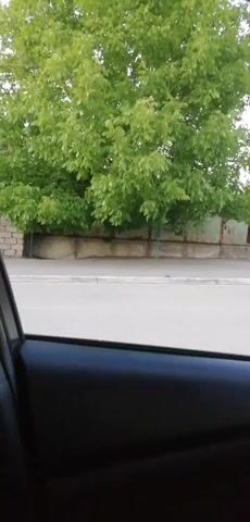 The video, filmed from inside a vehicle looking out the passenger side window, shows a green deciduous tree with dense foliage. A concrete wall runs behind the tree, and beyond that, a metal fence is partially visible. A paved road with a white line is in the foreground, and what appears to be a sidewalk or curb separates the road from the wall and tree. The interior of the car, specifically the door panel and window frame, are visible in the lower portion of the frame. The scene appears to be outdoors during daylight.