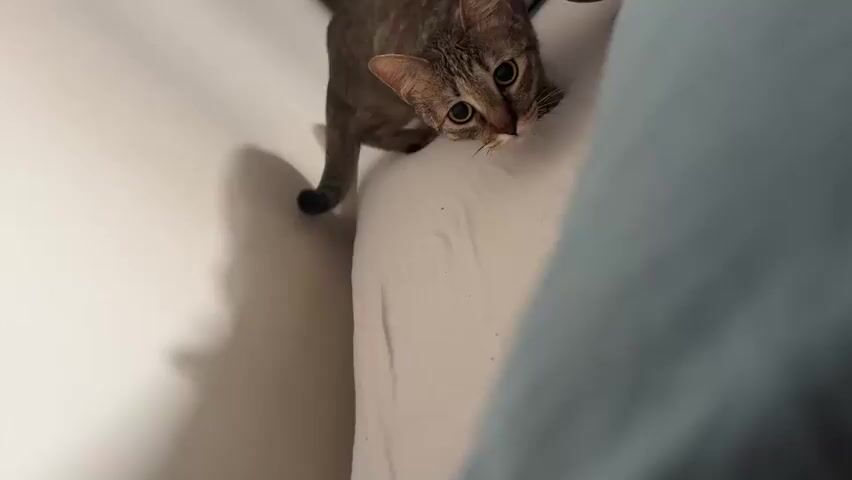 A tabby cat with green eyes looks up at the camera from a white surface. The cat is lying down with its head resting on the surface and its body extending away from the camera. To the right of the cat, a blurred blue object, possibly clothing, is visible. The background is a white wall with shadows. The camera angle is from above, looking down at the cat. The lighting is dim, creating shadows.