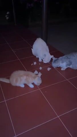Three cats are gathered on a red tiled floor in an outdoor setting at night. The cats are eating small pieces of food scattered on the ground. A pale cream-colored cat is in the center, a gray and white tabby cat is to the right, and a small orange and white kitten is to the left. A dark pole is visible behind the cream-colored cat, and foliage is visible in the background.
