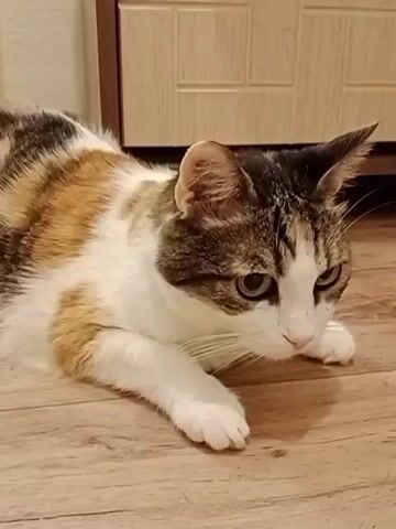 A calico cat lies on a wooden floor in front of a light-colored cabinet. The cat is facing to the right, with its head lowered and its eyes focused on something outside the frame. Its paws are tucked beneath its body. The cat's fur is a mix of white, orange, and black. The lighting is dim.