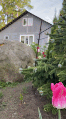 Morning dew covers tulip gardens in Timokhovo, Russia
