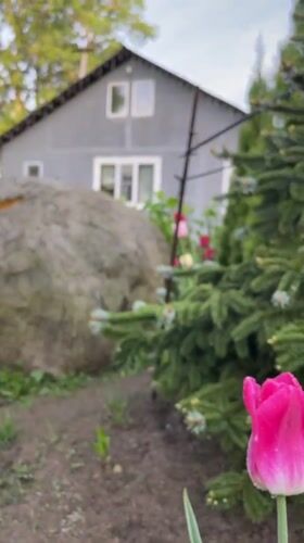 Morning dew covers tulip gardens in Timokhovo, Russia