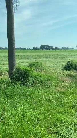 The video shows a bright, sunny day in Ossenzijl, Netherlands, with a vast, green field stretching towards the horizon. The field appears to have been recently mowed, with distinct rows of cut grass creating a striped pattern across the landscape. In the foreground, taller, uncut grass sways gently in the breeze, adding texture and depth to the scene.

In the distance, a line of trees marks the edge of the field, with a few farm buildings and houses nestled amongst them. The sky is a clear, vibrant blue, dotted with a few fluffy white clouds. The overall impression is one of peace and tranquility, evoking a sense of rural serenity. There is no visible text in the video. The time of day appears to be late morning or early afternoon, given the bright sunlight and the clear skies, suggesting good weather for agricultural activities. The location cues, combined with the typical Dutch landscape of flat, cultivated fields, confirm the setting in Ossenzijl, Netherlands. The video's focus on the natural landscape and the absence of people or overt activity contributes to a calming and picturesque visual experience.