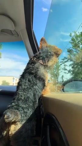 This is a close-up, indoor shot of a small, dark-haired dog with tan markings looking out of a car window. The dog is standing on its hind legs, leaning its front paws on the car door's interior panel. Its head is turned towards the window, and its ears are perked up, suggesting it is observing something outside. The dog is wearing a brown collar. The car's interior is visible, with a tan-colored door panel and a dark, possibly black, speaker grille. The window is tinted, reflecting the bright, sunny sky and green trees outside. The scene appears to be set in a residential area, with buildings and road signs visible in the distance. The time of day is daytime, indicated by the bright sunlight and clear blue sky. The weather is sunny. The location context provided is "Верцялішкаўскі сельскі Савет, Belarus," suggesting the scene is taking place in rural Belarus. There is no visible text in the media file. The dog's posture and attentiveness convey a sense of curiosity and excitement about the outside world.