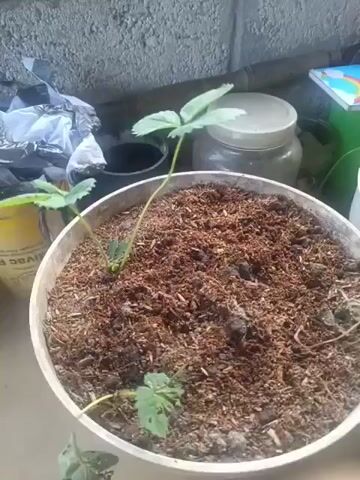 A white pot filled with brown soil and plant seedlings is shown. The pot is placed on a surface, possibly a table or ground. In the background, there are various objects including a clear jar with a white lid, a green container, and a stack of papers. A grey wall forms the backdrop. The lighting suggests an outdoor or semi-outdoor setting, possibly during the day.