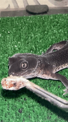 Pet gecko feeding session documented in Moscow apartment