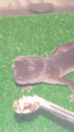 Pet gecko feeding session documented in Moscow apartment