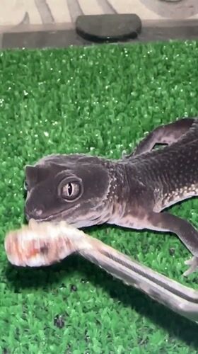 Pet gecko feeding session documented in Moscow apartment