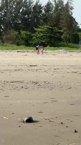 Two people and a dog are on a sandy beach. The person in the foreground is wearing a white shirt and blue shorts, bending over to interact with the dog. The second person is further back, wearing a tan shirt and shorts. They appear to be playing or training the dog. The beach is covered in sand and scattered debris, including a coconut in the foreground. Behind the beach is a line of trees. The sky is visible above the trees.
