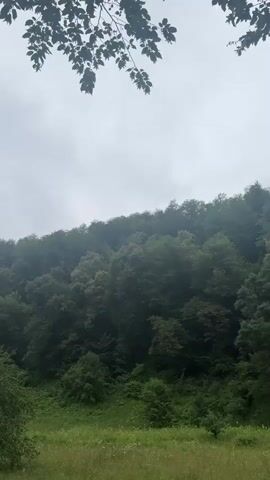 This video shows a view of a lush green forest on a cloudy day. The camera is positioned in a grassy field, with the forest covering the slope of a hill in the background. In the foreground, there are some branches and leaves from a tree hanging into the frame from the top. The overall atmosphere is serene and natural.
