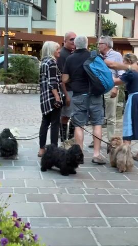 A group of four adults, two men and two women, stand on a cobblestone street conversing. They are accompanied by four small, shaggy dogs on leashes. One woman on the left has blonde hair and wears a black and white plaid shirt and black pants. The other woman on the right wears a blue dirndl dress. The men are in casual attire. The dogs are of varying colors including black and light brown. In the background, there are buildings with storefronts, one with a green sign that reads "RO". There are also some cars and greenery visible. The lighting suggests it is daytime, possibly late afternoon or early evening.