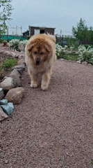 Toddler plays with sculpture as golden dog approaches in Russia