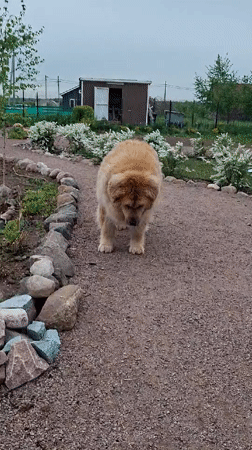 Toddler plays with sculpture as golden dog approaches in Russia