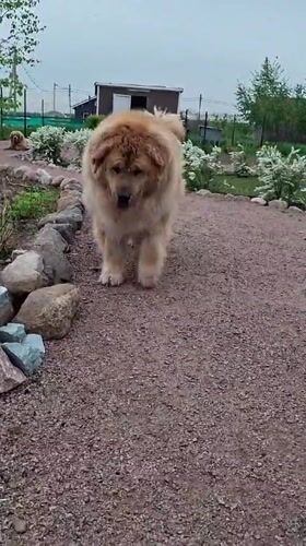 Toddler plays with sculpture as golden dog approaches in Russia