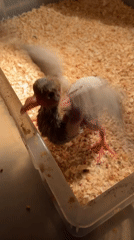 Young bird chicks observed in brooding enclosures in Shunde