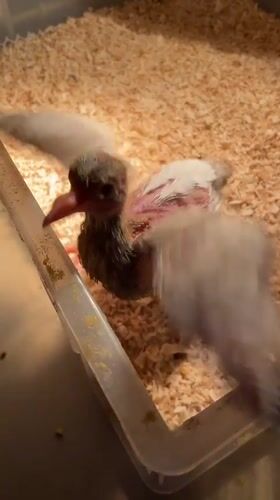 Young bird chicks observed in brooding enclosures in Shunde