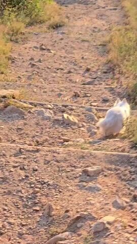 A white fluffy dog with a fluffy tail is walking up a dirt and gravel path with small wooden steps built into it. The dog walks away from the camera, gradually ascending the path. The path is bordered by tall, dry grass and shrubs, with some green trees visible in the background. The sun is shining, casting a warm light on the scene.