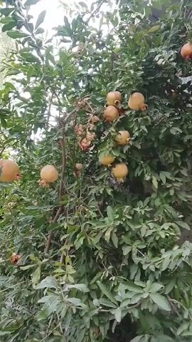 A video displays a pomegranate tree laden with ripe fruit. The camera pans across the tree, showcasing multiple pomegranates in various stages of ripeness, some appearing yellowish-orange and others with hints of red. The tree is densely foliated with green leaves. The lighting suggests it is daytime, possibly overcast, as there are no harsh shadows. The background is blurred, hinting at an outdoor environment, possibly a garden or orchard. There are no people visible in the video. The video captures the abundance of fruit on the branches of the tree.