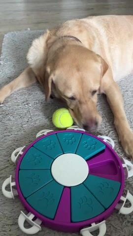 The scene features a light brown Labrador Retriever lying on a gray shag rug indoors. The dog is positioned in front of a round, interactive dog puzzle toy. The toy is primarily purple and teal, with a white center. Teal sections are marked with paw prints. A single tennis ball sits next to the toy. The dog is sniffing and interacting with the puzzle, nudging the tennis ball against the puzzle's teal sections. The background is a light-colored wooden floor.
