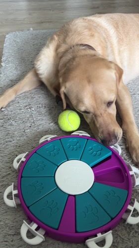 Labrador enjoys playtime at home in Runnymede area
